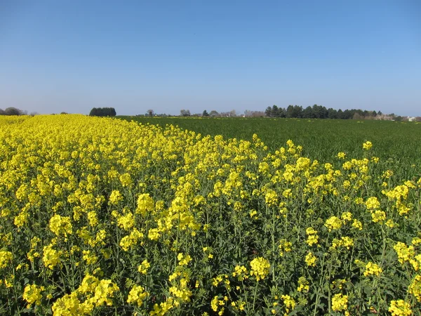 Fiore di colza — Foto Stock