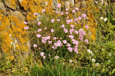 bir kumul üzerinde büyüyen Armiria maritima pembe deniz