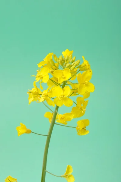 Flower of rape — Stock Photo, Image