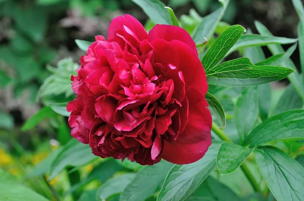 庭の牡丹の花 — ストック写真