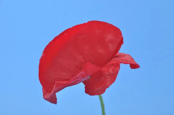 Gemeenschappelijke papavers op een blauwe achtergrond — Stockfoto