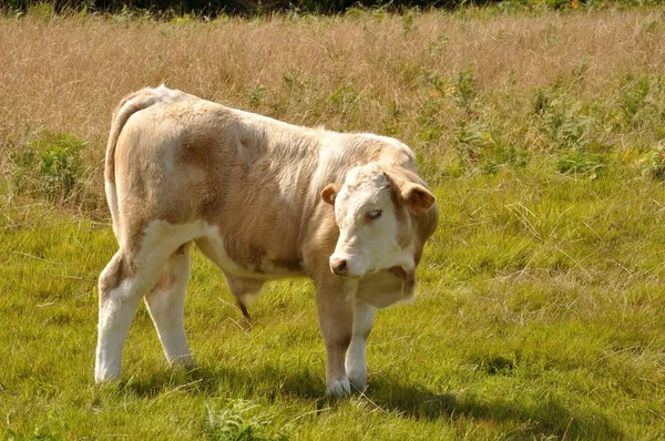 Cows in meadows — Stock Photo, Image