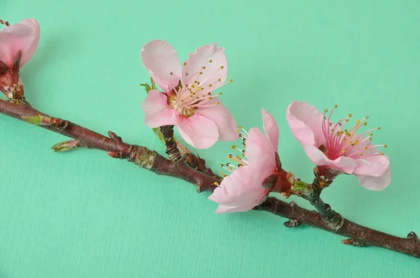 Peach Blossom — Stock Photo, Image