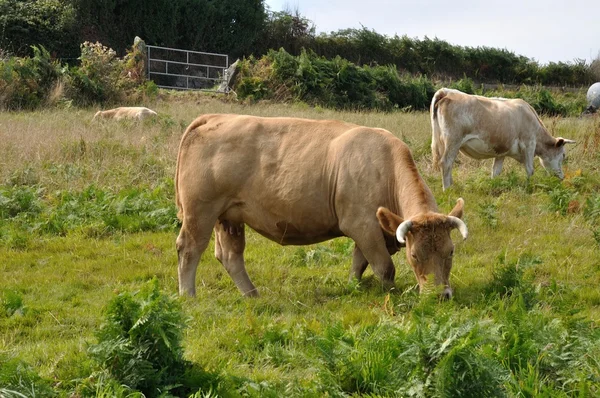 Cows in meadows — Stock Photo, Image