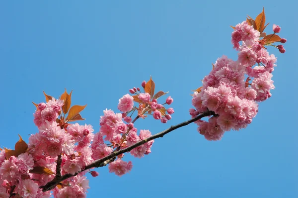 Japanska prydnad-cherry — Stockfoto