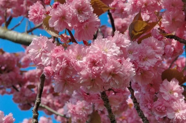 Japonês ornamento-cereja — Fotografia de Stock