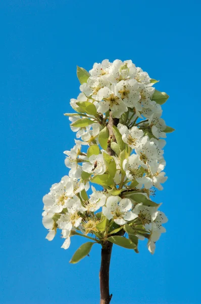 Δέντρο άνθη αχλαδιάς — Φωτογραφία Αρχείου