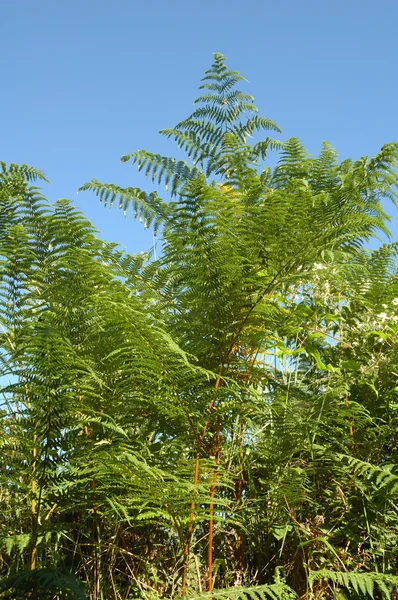 Green ferns — Stock Photo, Image