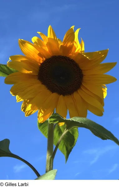 太陽の花 — ストック写真