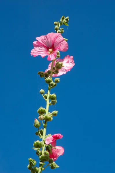 Garden hollyhock lcea Althea rosea — Stock Photo, Image