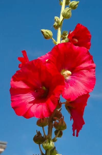 Althea Rosea Bahçesi 'nin buzlu gülleri — Stok fotoğraf