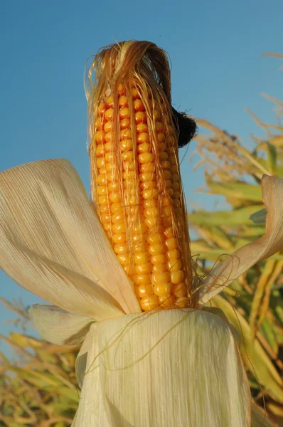 An ear of ripe corn — Stock Photo, Image