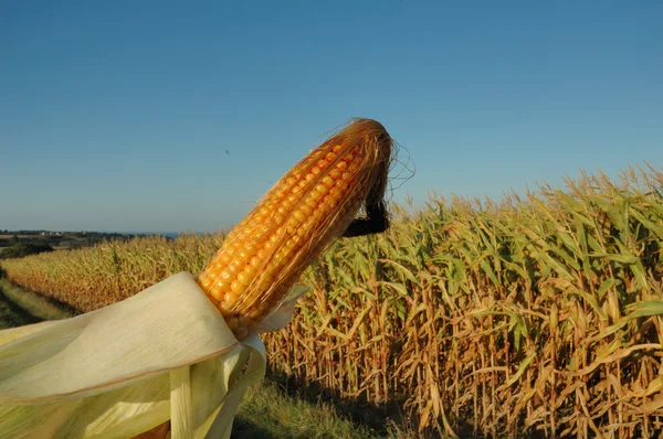 Una mazorca de maíz maduro — Foto de Stock