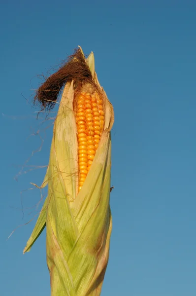 An ear of ripe corn — Stock Photo, Image