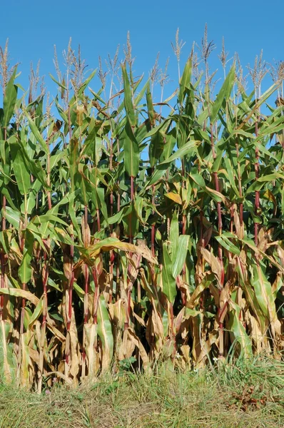 Corn field — Stock Photo, Image