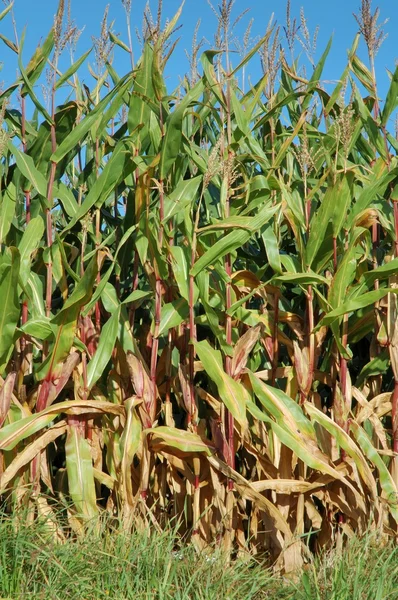 Corn field — Stock Photo, Image