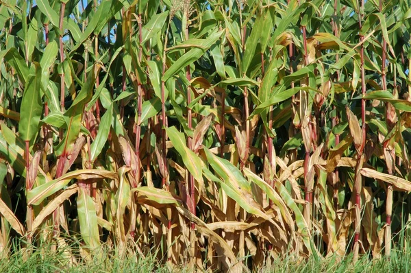 Corn field — Stock Photo, Image