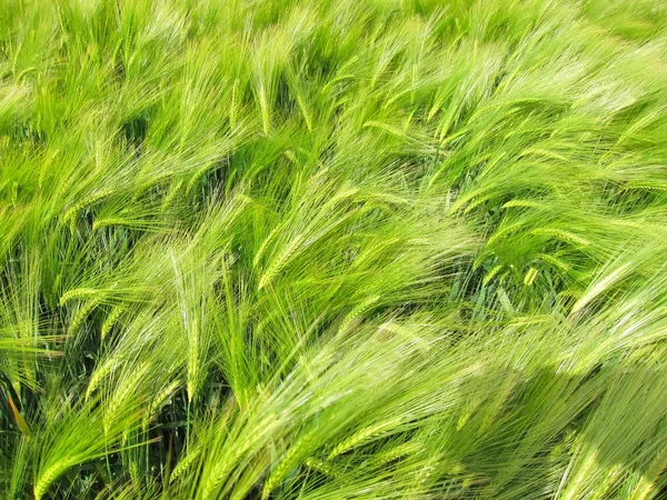 緑の野原 — ストック写真