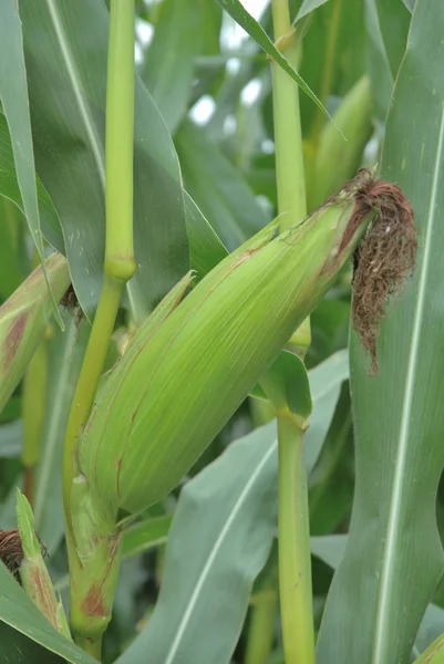 An ear of ripe corn — Stock Photo, Image