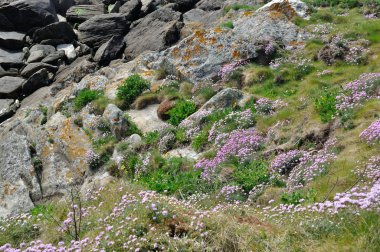 bir kumul üzerinde büyüyen Armiria maritima pembe deniz
