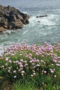 bir kumul üzerinde büyüyen Armiria maritima pembe deniz