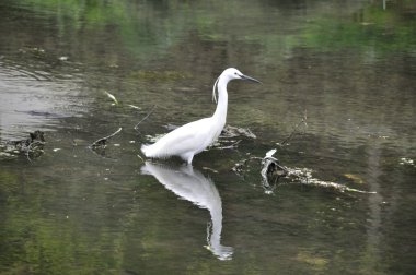 Küçük ak balıkçıl