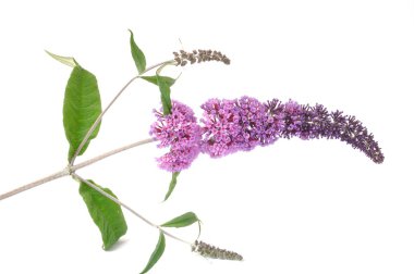 Buddleia