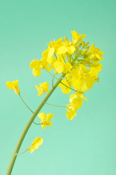 Flower of rape — Stock Photo, Image