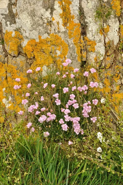 Armeria maritima mar rosa creciendo en una duna — Foto de Stock