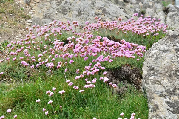アーメニア maritima ピンク海、砂丘の成長 — ストック写真