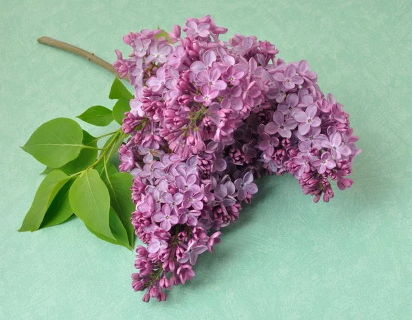 Lilac blossoms — Stock Photo, Image