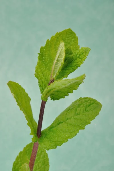 Mint leaves — Stock Photo, Image