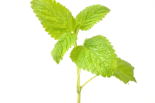 Lemon balm,(Melissa officinalis) — Stok Foto