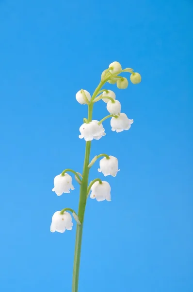 Lilja i dalen — Stockfoto