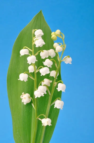 Lilja i dalen — Stockfoto