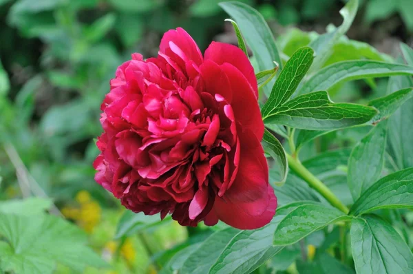 Pfingstrose blüht in einem Garten — Stockfoto