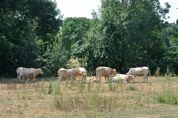 Cows in meadows — Stock Photo, Image