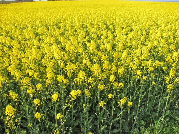 Blomma av våldtäkt — Stockfoto