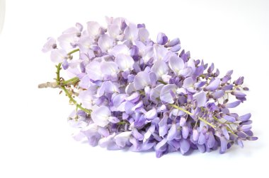 Wisteria