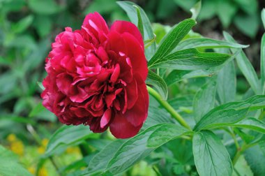 Bahçedeki şakayık çiçekleri