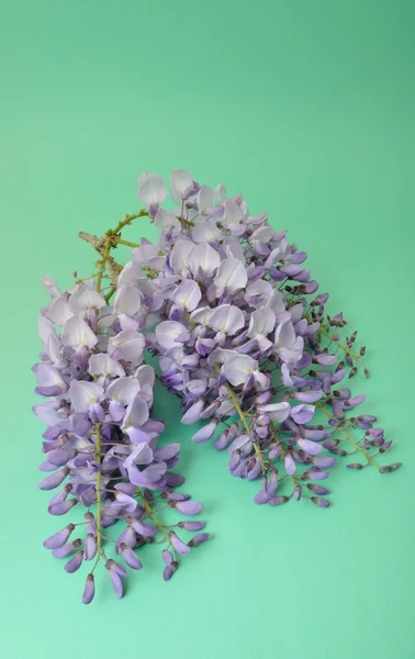 Wisteria — Stock Photo, Image