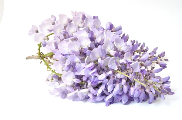 Wisteria — Stock Photo, Image