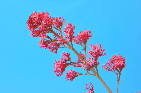 Valeriana — Fotografia de Stock