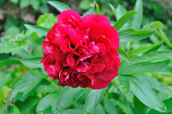 Peony flowers in a garden — Stock Photo, Image