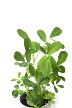 Saksıda yer fıstığı fideleri