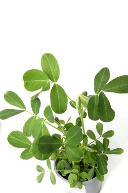 Saksıda yer fıstığı fideleri