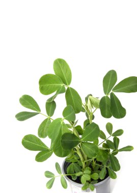 Saksıda yer fıstığı fideleri