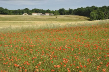 Charente Denizcilik 'te gelincik dolu bir tarla.