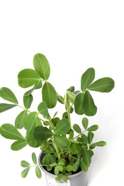 Saksıda yer fıstığı fideleri