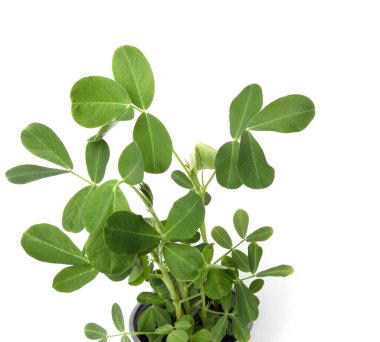 Saksıda yer fıstığı fideleri